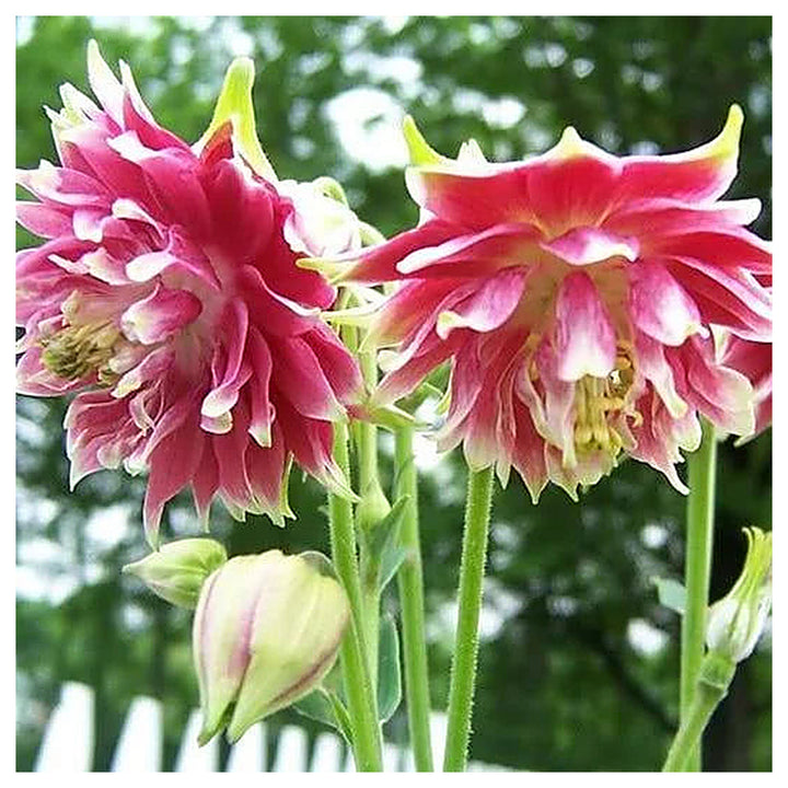 Heirloom Non-GMO Pink Nora Barlow Flower Seeds for Garden Planting – Unique Double Blooms Variety | Neera Seeds product photo [neera-v4-650f8de698df35cfcaee]