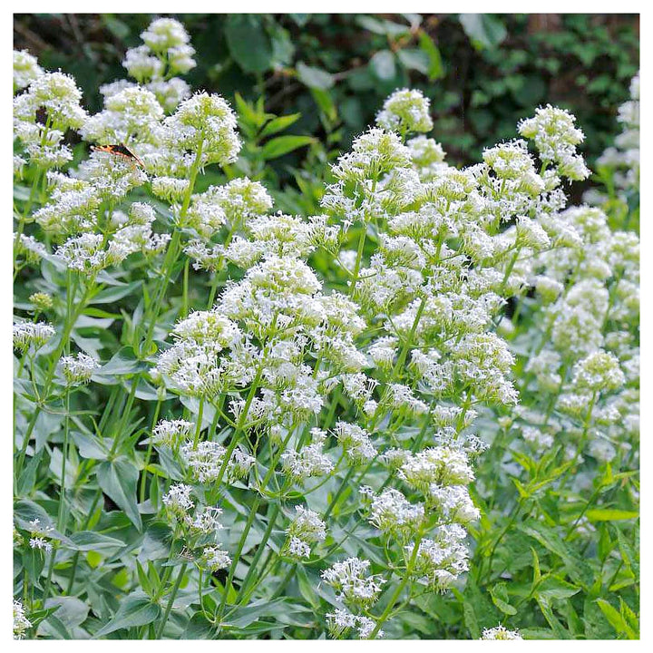 Heirloom Centranthus Ruber Albus Flower Seeds – Non-GMO Seeds for Fragrant Garden Planting, High Germination | Neera Seeds product photo [neera-v4-6512f925bee9ff5e58e1]