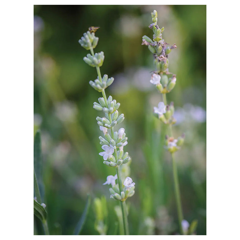 Lavender Lacy Frills Flower Seeds for Planting | Heirloom Non-GMO High Germination Organic Garden Seeds | Neera Seeds product photo [neera-v4-651739da8390eb90dd34]