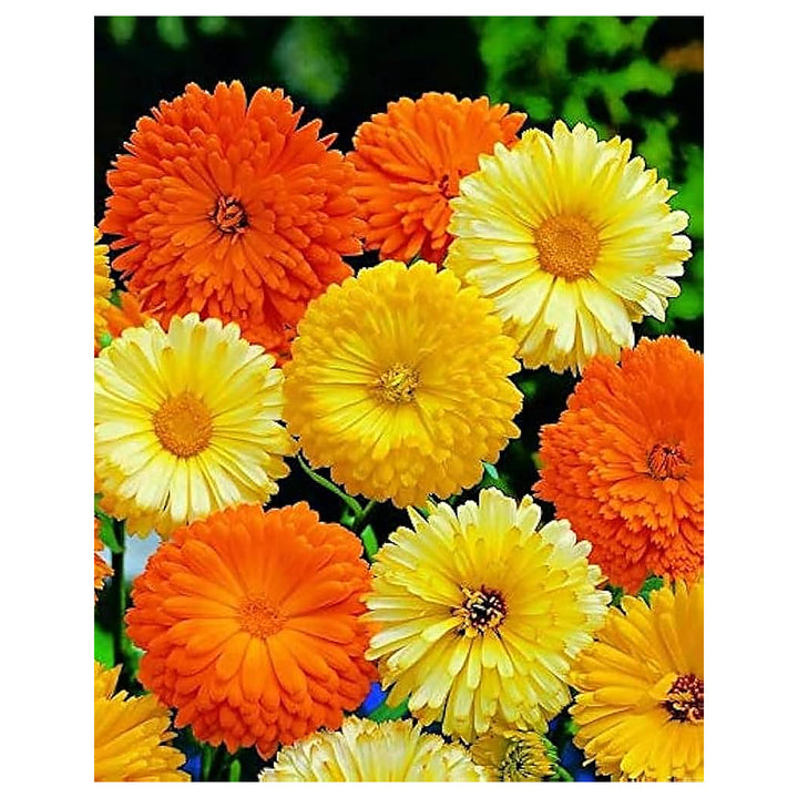 Calendula For Planting Calendula Officinalis For Medicinal Herb Garden And Flower Border Flower | Neera Seeds product photo [neera-v4-6519d52968e0825ba777]