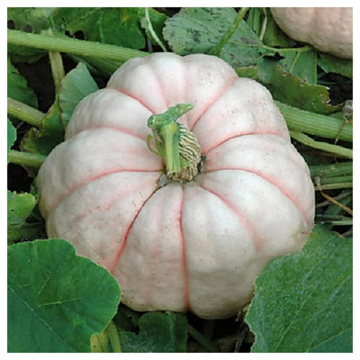Pink Pumpkin Porcelain Vegetable Seeds for Planting – Heirloom, Non-GMO, Organic Garden Seeds with High Germination | Neera Seeds product photo [neera-v4-651bd93388411ed234f6]