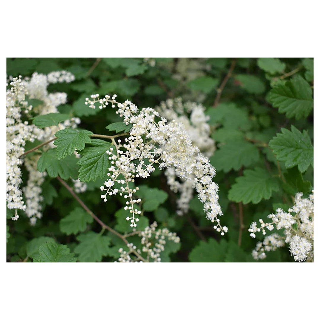 Heirloom Non-GMO Holodiscus Discolor Flower Seeds – Ornamental Shrub Seeds for Planting, High Germination Organic B | Neera Seeds product photo [neera-v4-651db60b17d97ff96ee2]