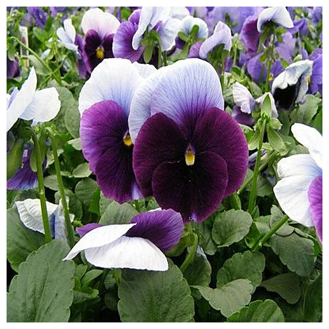 Violet &amp; White Pansy Heirloom Non-GMO Seeds for Planting – High Germination Organic Garden Seeds | Neera Seeds product photo [neera-v4-6522d08652da836b8dec]