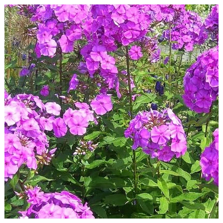Heirloom Purple Nezabudka Flower Seeds for Planting | Non-GMO Organic Garden Seeds | Charming Blooms, High Germinat | Neera Seeds product photo [neera-v4-6525fdb9bdb229bd798d]