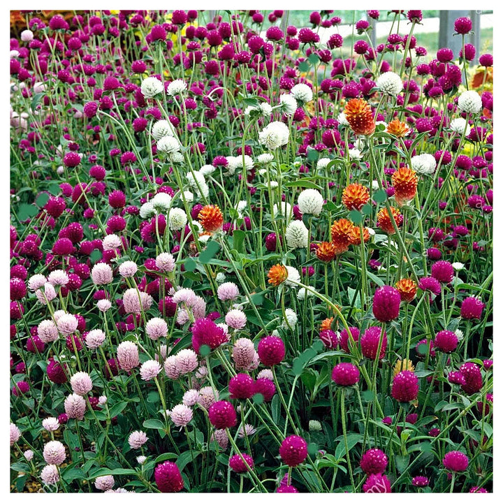 Gomphrena Flower Seeds for Planting – Heirloom &amp; Non-GMO Globe Amaranth, Drought-Tolerant Blooms | Neera Seeds product photo [neera-v4-652bf47899e8b434b0b6]