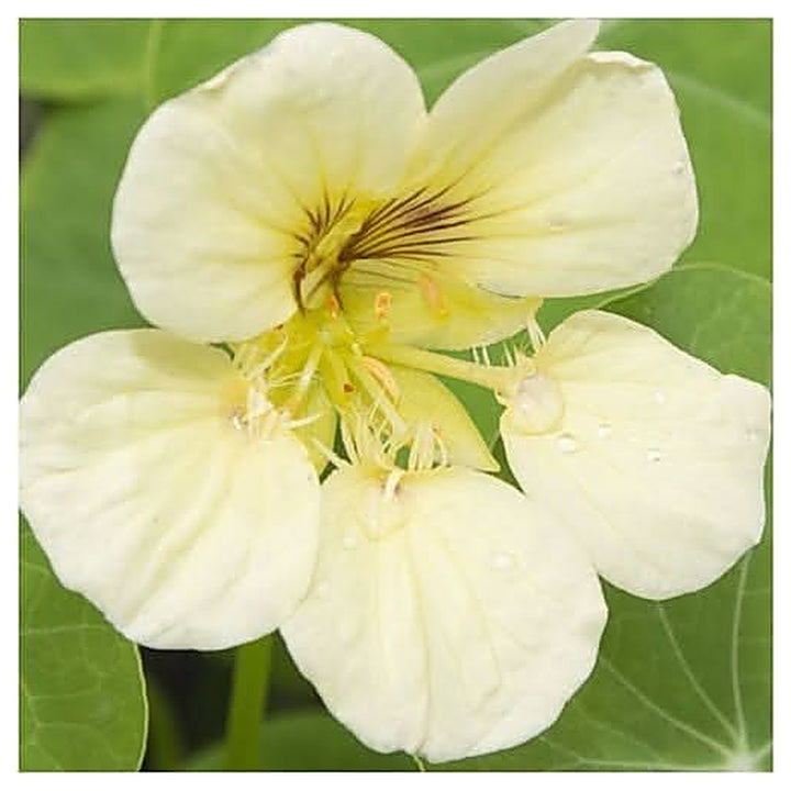 White Tropaeolum Majus Flower Seeds for Planting – Heirloom, Non-GMO, High Germination Organic Garden Seeds | Neera Seeds product photo [neera-v4-654ce773fd352ca320db]