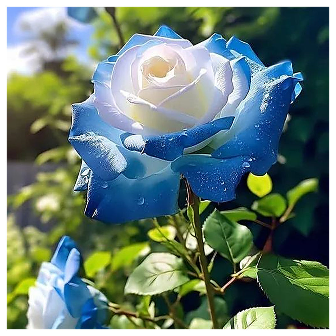 Ice Blue Rose Plant Seeds for Planting Non-GMO Heirloom Garden Seeds for Growing Beautiful Flowers | Neera Seeds product photo [neera-v4-654e87eba3c5f7087120]