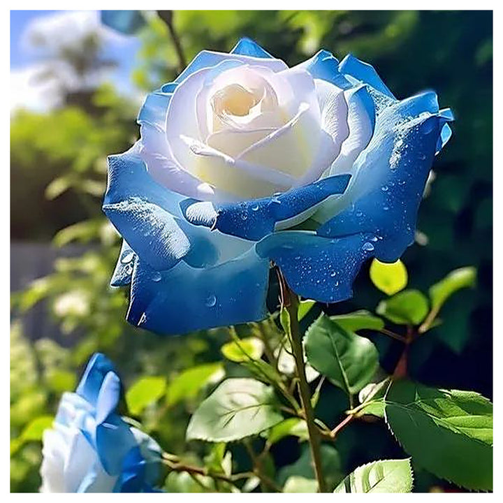 Ice Blue Rose Plant Seeds for Planting Non-GMO Heirloom Garden Seeds for Growing Beautiful Flowers | Neera Seeds product photo [neera-v4-654e87eba3c5f7087120]