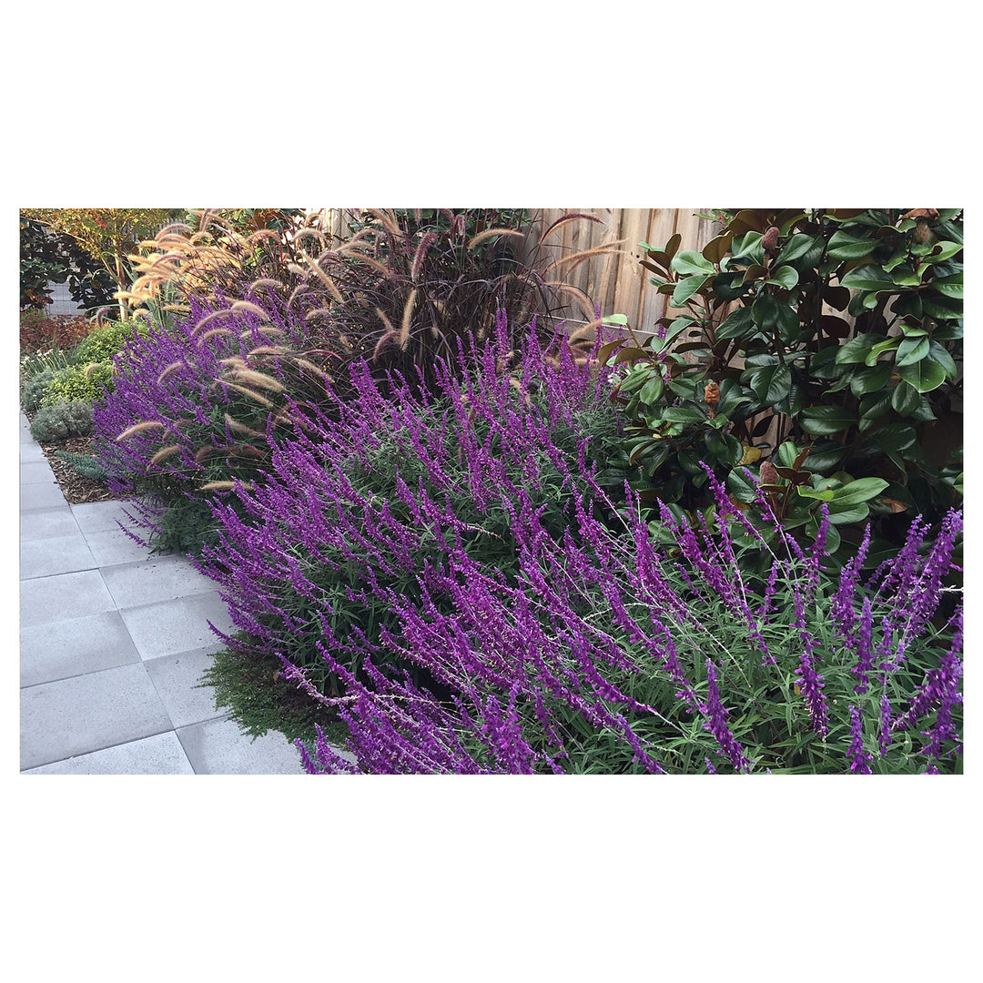 Lavender Barbara Flower Seeds – Heirloom, Non-GMO Seeds for Planting Fragrant Garden Blooms | Neera Seeds product photo [neera-v4-656a1c52ac2ddc947b99]