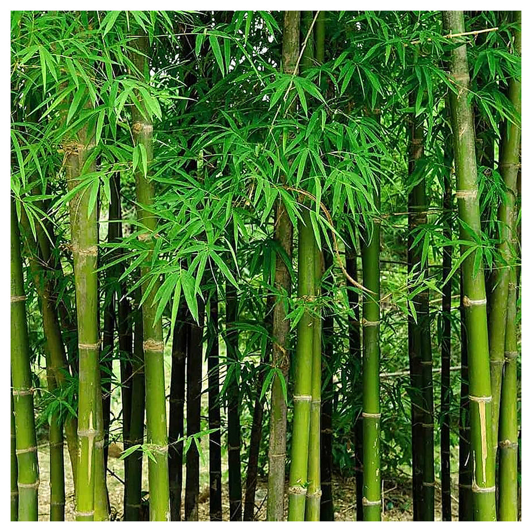 Giant Bamboo Seeds for Planting – Fast-Growing Non-GMO Tropical Bamboo for Garden, Privacy Screens, and Landscaping | Neera Seeds product photo [neera-v4-6572b11e70b4e97ef9f4]