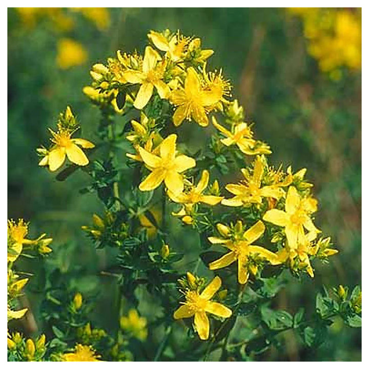 Heirloom Non-GMO Hypericum Flower Seeds for Planting – Medicinal Ornamental Garden Seeds | Neera Seeds product photo [neera-v4-6575bc2e4113de341939]