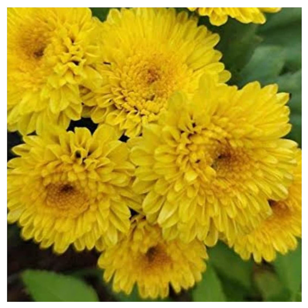 Yellow Chiastophyllum Flower Seeds for Planting – Perennial Rock Garden Blooms | Neera Seeds product photo [neera-v4-658b3909710646c2a417]