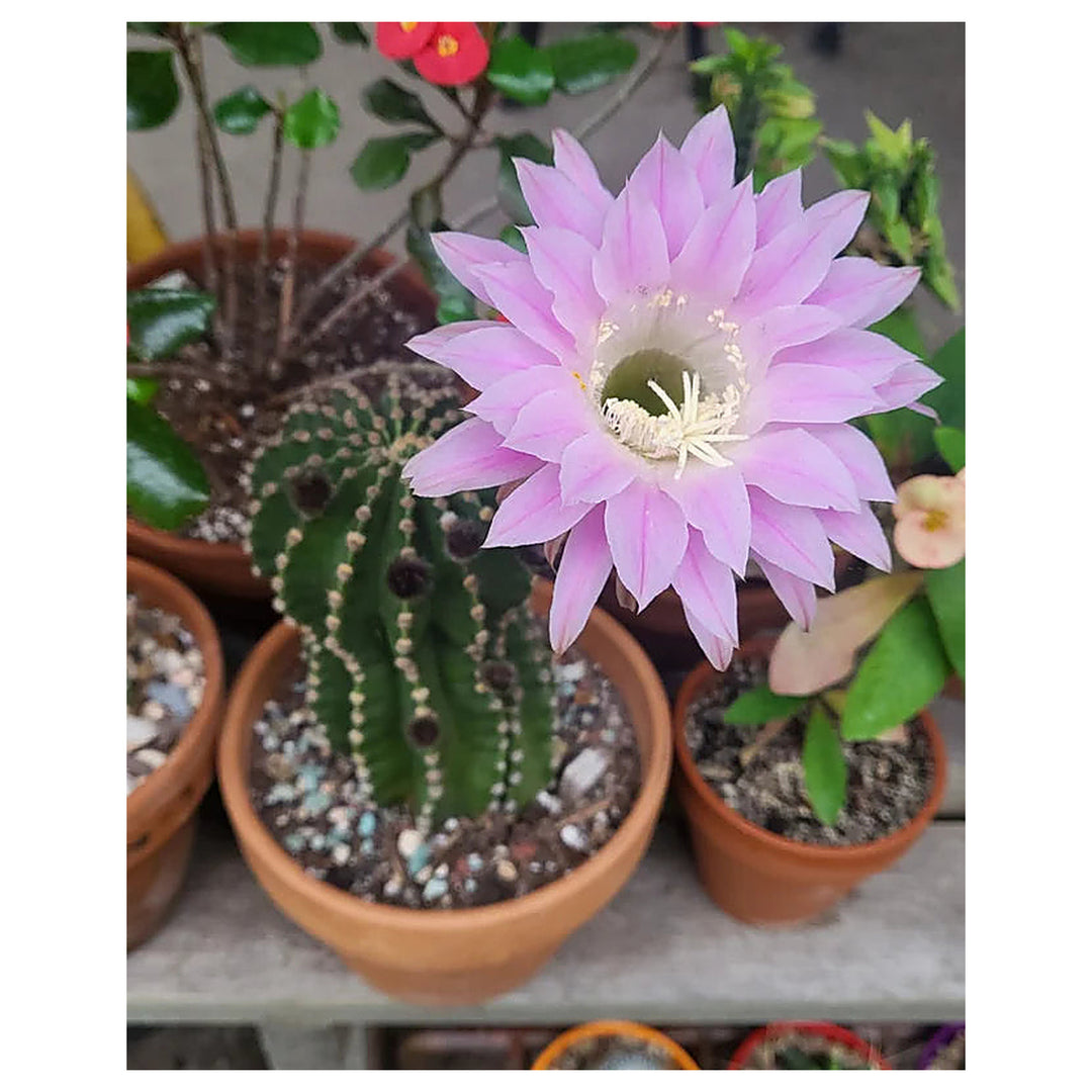 Heirloom Non-GMO Pink Echinopsis Tubiflora Flower Seeds for Garden Planting – Rare Cactus Blooms | Neera Seeds product photo [neera-v4-65aa7cdf0005ddb9c78c]