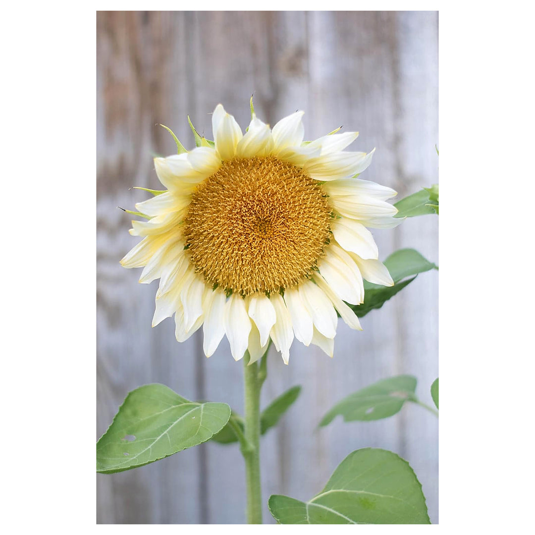Heirloom Non-GMO Helianthus Flower Seeds for Planting – Bright Sunflower Variety, High Germination Garden Seeds | Neera Seeds product photo [neera-v4-65ab0e57ddcba975c2e1]