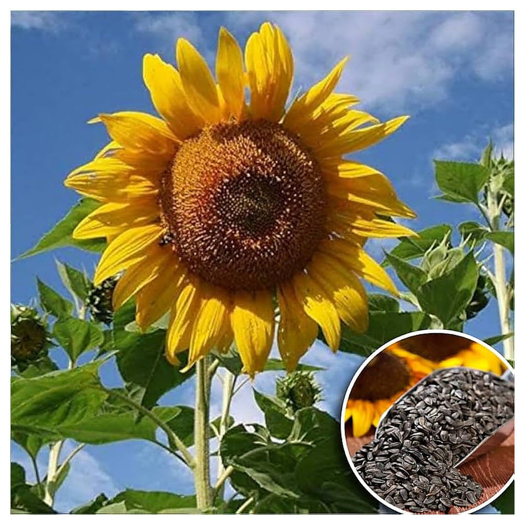 Terracotta Sunflower Helianthus Annuus For Planting In Flower Bed Flower Seeds for Home Garden | Neera Seeds product photo [neera-v4-65b01034d6c839889da3]