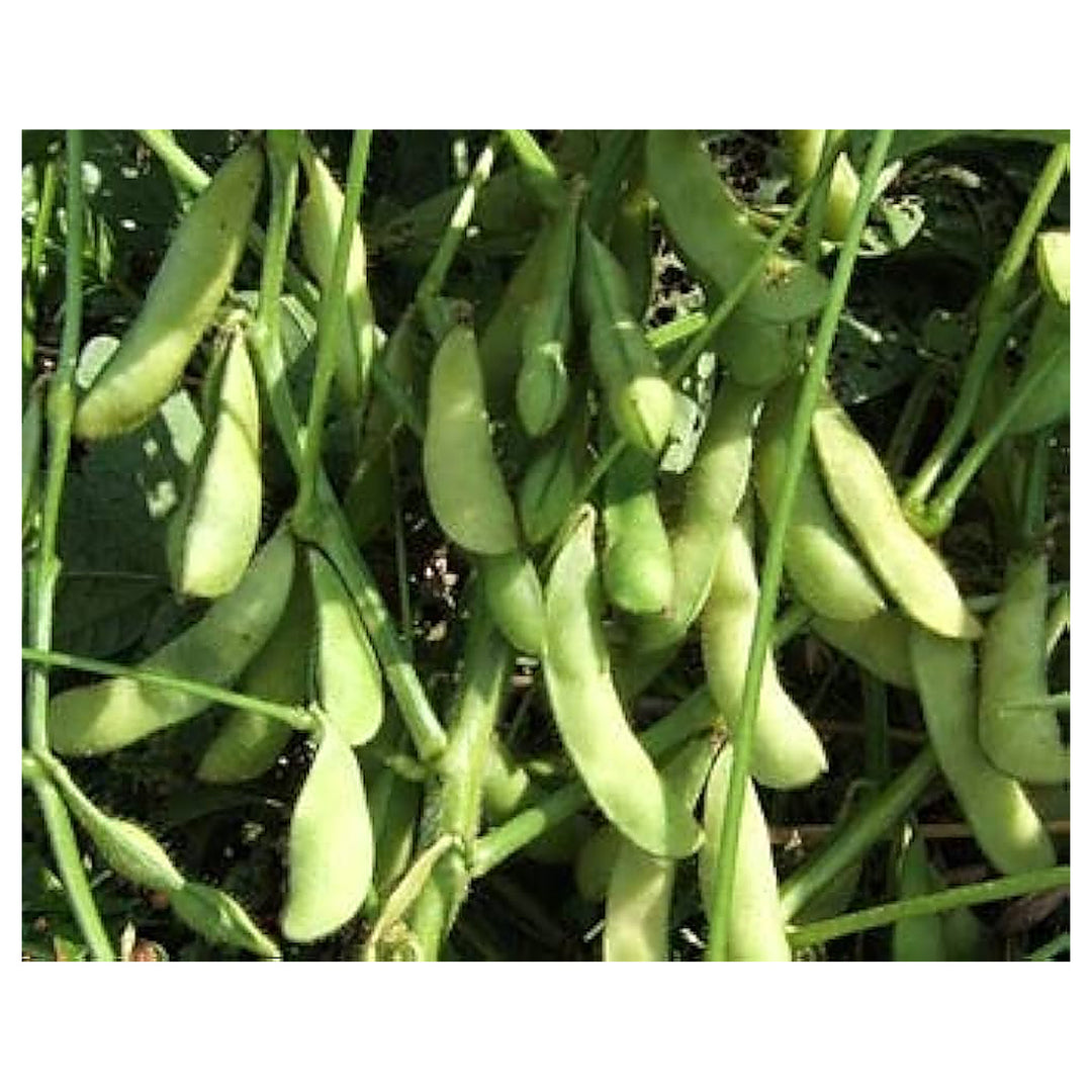 Giant Soybean Vegetable Seeds for Planting | Heirloom, Non-GMO, High Germination Organic Garden Seeds | Neera Seeds product photo [neera-v4-65b73fb43c6c14e9ecef]