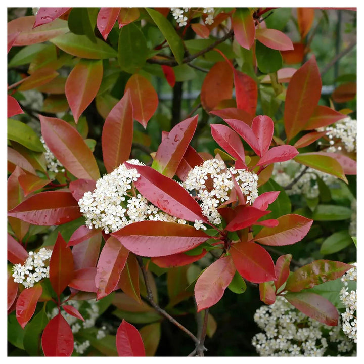 Heirloom Photinia Fraseri Red Tip Flowering Shrub Seeds – Non-GMO Ornamental Seeds for Planting, High Germination | Neera Seeds product photo [neera-v4-65cedb2f0e9c82ce41ac]
