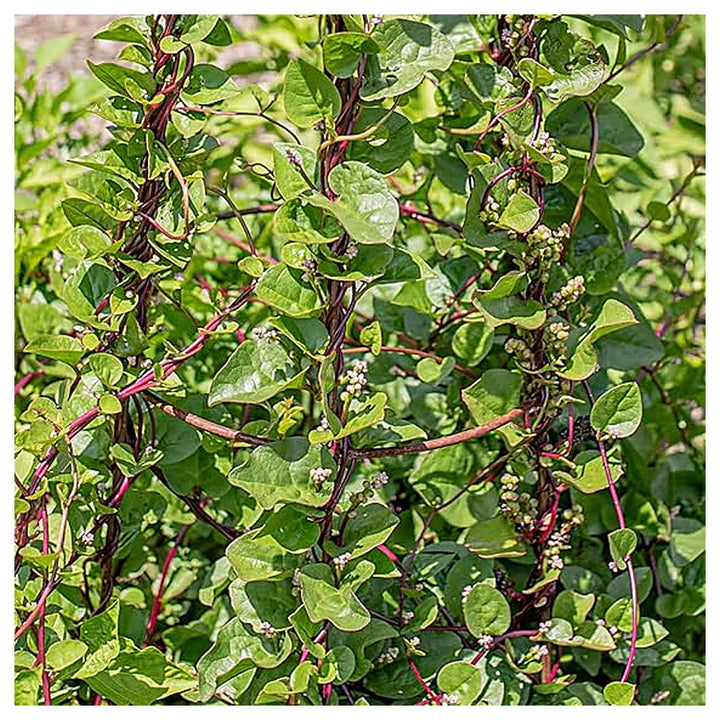 Malabar Spinach Seeds for Planting – High Yield, Fast-Growing Leafy Vegetable Seeds | Neera Seeds product photo [neera-v4-65d35d47bcbd9bd68205]