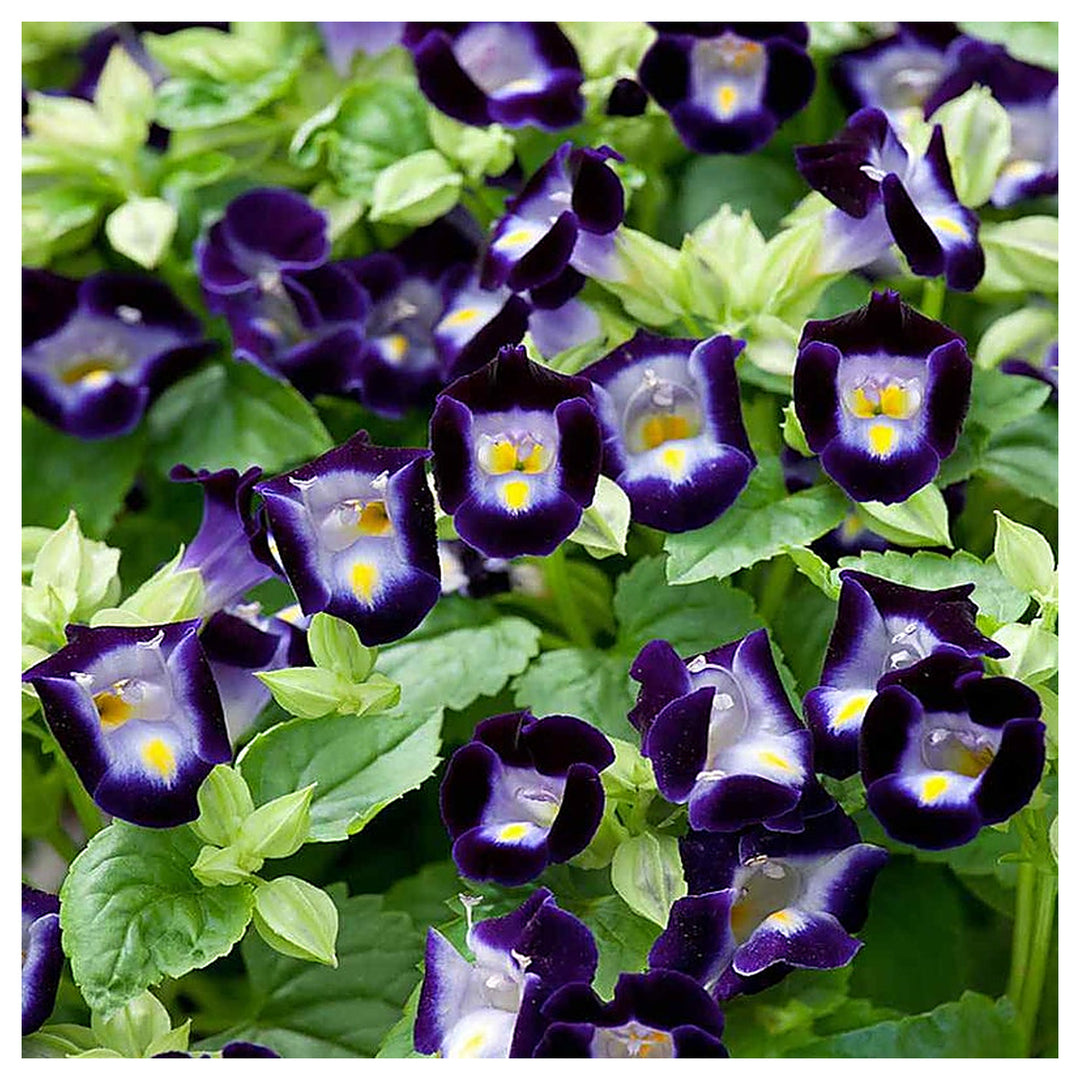 Organic Heirloom Non-GMO Deep Blue Torenia Seeds for Planting – Garden Blooms | Neera Seeds product photo [neera-v4-65e8be64f8ba4f176780]
