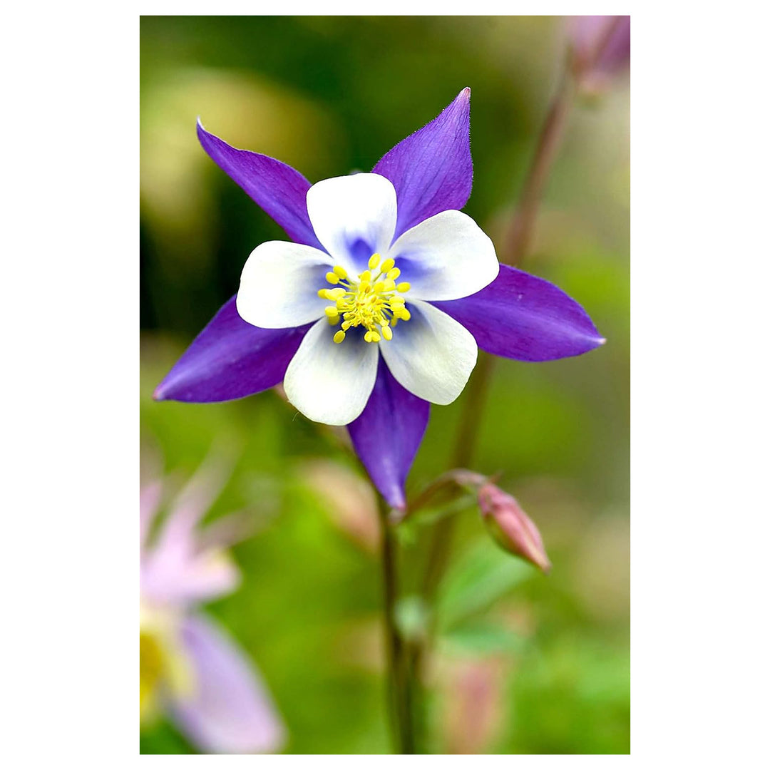 Blue Columbine Flower Seeds for Planting – Heirloom Non-GMO High Germination Perennial Garden Seeds | Neera Seeds product photo [neera-v4-65fc066445d18e82fecf]