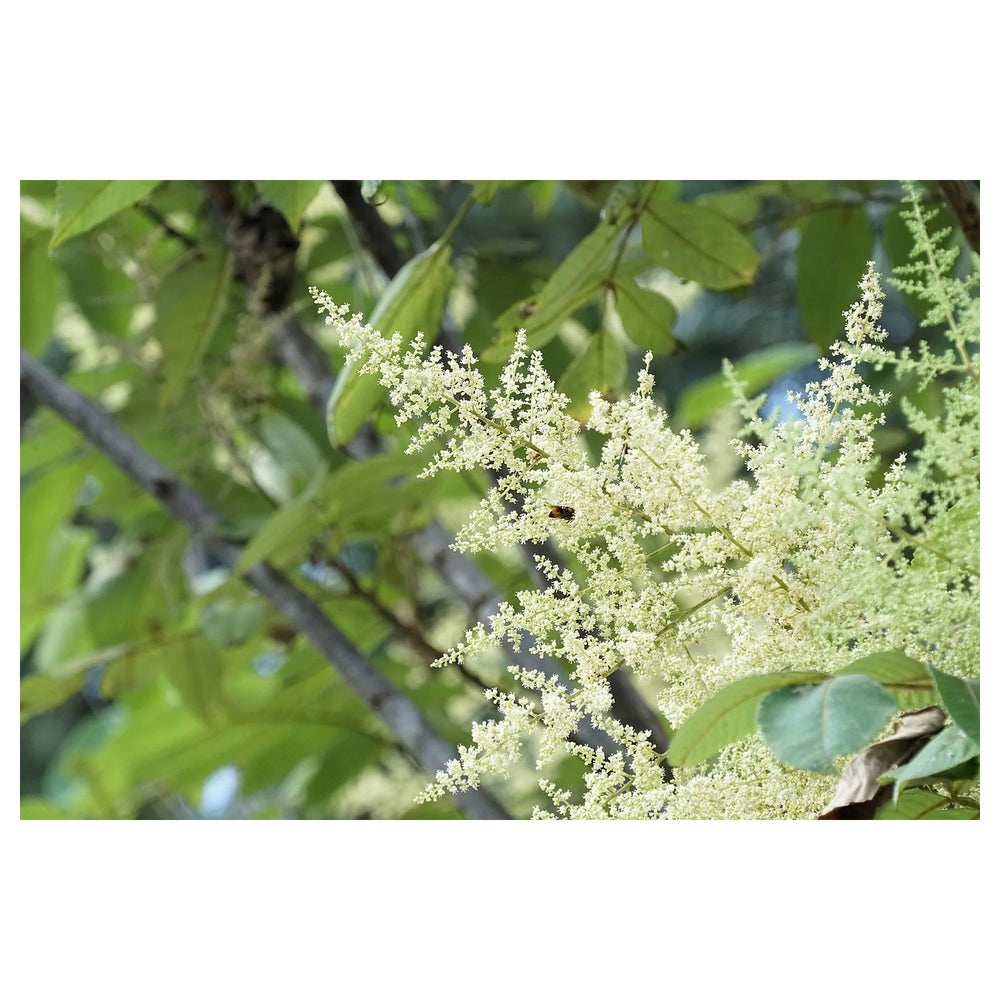 White Sumac Flower Seeds for Planting NON GMO Seeds | Neera Seeds product photo [neera-v4-66087c7e96c23c5859e1]