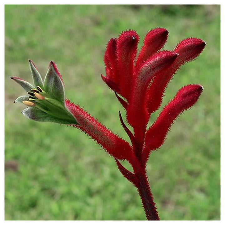 Heirloom Anigozanthos Flower Seeds, Non-GMO Kangaroo Paw Blooms for Exotic Garden Planting | Neera Seeds product photo [neera-v4-661e251ab642e4884829]