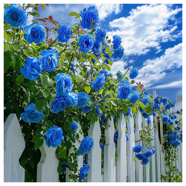 Sky Blue Climbing Rose Plant Seeds for Planting Non-GMO Heirloom Garden Seeds for Home and Outdoor Gardening | Neera Seeds product photo [neera-v4-661eb474154e3dddb695]