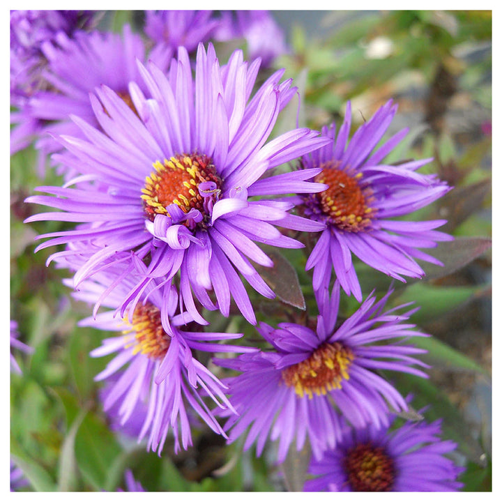 Purple Aster Novae-Angliae Seeds for Planting – Organic, Heirloom, Non-GMO Flower Seeds | Neera Seeds product photo [neera-v4-6636366aeeb3eaee4392]