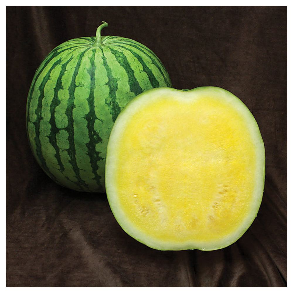 Buttercup Watermelon Fruit Seeds for Planting – Refreshing, Sweet Watermelons, Heirloom & Non-GMO, High Germination | Neera Seeds product photo [neera-v4-663f7a9eeb5451944f64]