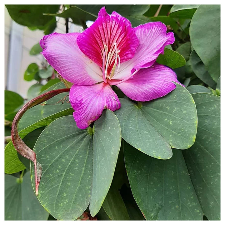 Bauhinia Flower Seeds for Planting, Heirloom, Non-GMHeirloom Bauhinia Flower Seeds, Non-GMO Orchid Tree Blooms for  | Neera Seeds product photo [neera-v4-665f22e5e41926e34db1]