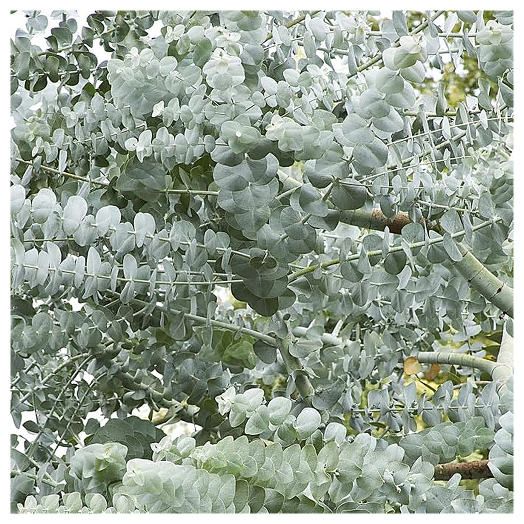 White Perennial Eucalyptus Silver Dollar Tree Seeds for Planting – Heirloom Non-GMO Organic Seeds, High Germination | Neera Seeds product photo [neera-v4-66654a0d6ed9b215d165]