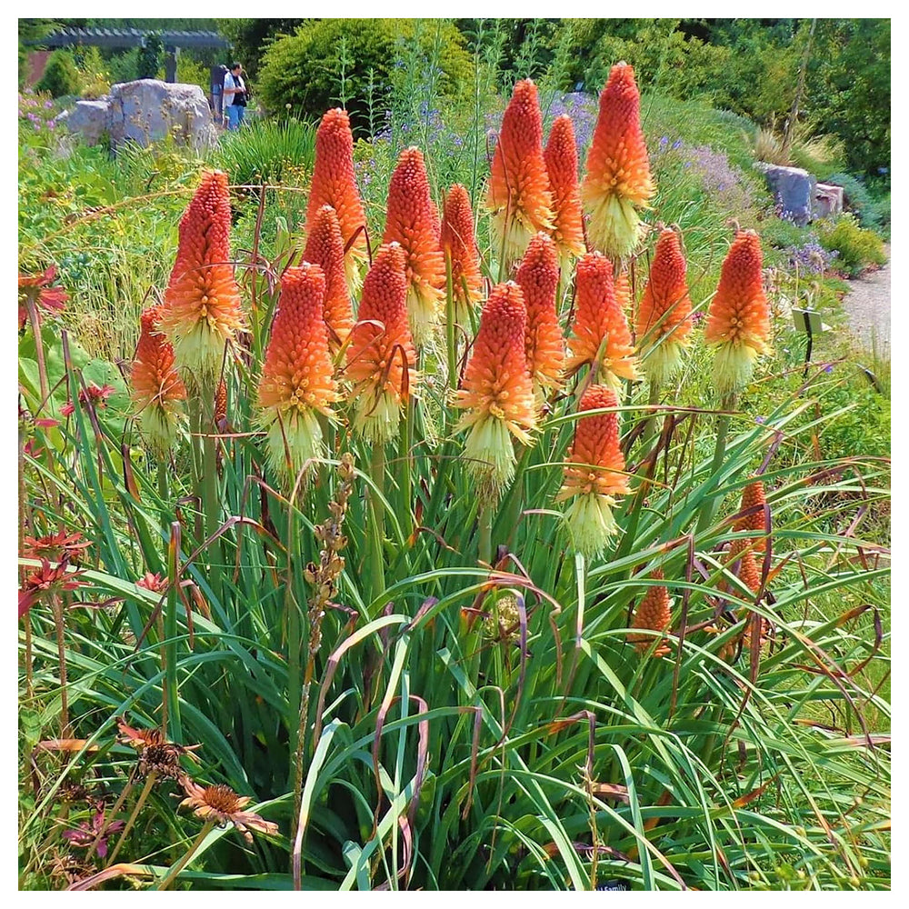Heirloom Non-GMO Kniphofia Flower Seeds for Planting – Vibrant Torch-Lily Blooming Seeds | High Germination | Neera Seeds product photo [neera-v4-6669dcf45c25fea3d55e]