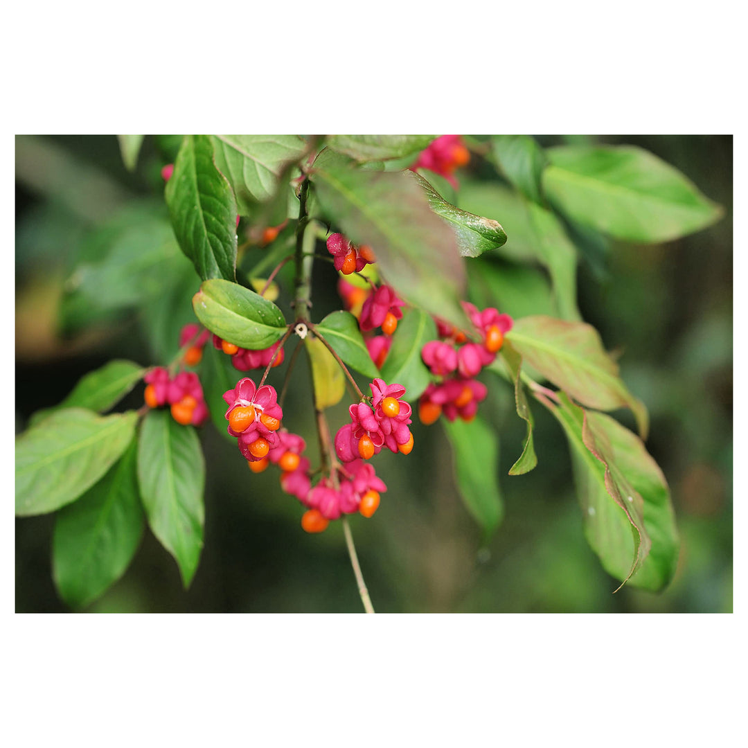Heirloom Non-GMO Spindle Flower Seeds for Planting – Decorative Ornamental Blooms for Garden Landscapes | Neera Seeds product photo [neera-v4-666af59f049d6740feab]