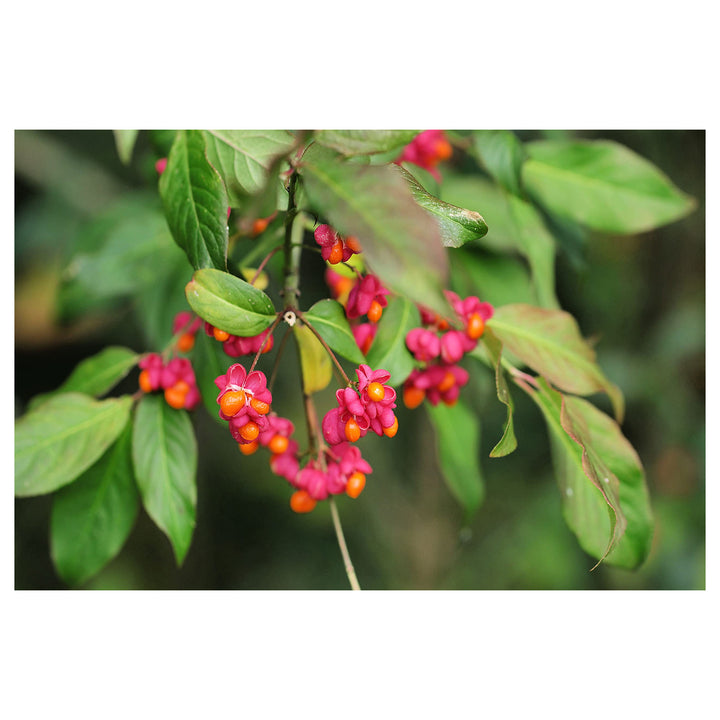 Heirloom Non-GMO Spindle Flower Seeds for Planting – Decorative Ornamental Blooms for Garden Landscapes | Neera Seeds product photo [neera-v4-666af59f049d6740feab]