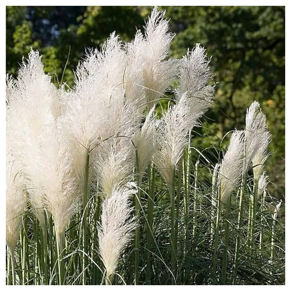 Cortaderia Pampas Grass Flower Seeds – Tall Ornamental Grass for Landscaping, Dried Decor, Non-GMO Seeds | Neera Seeds product photo [neera-v4-66957f3a0e3698c751cc]