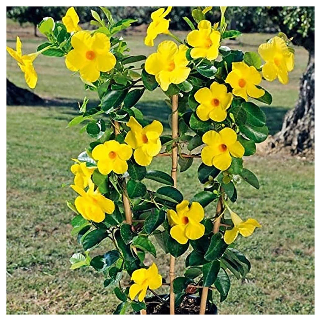Mandevilla Sanderi Climbing Flower Seeds for Planting Vertical Garden Home Garden Heirloom Non-GMO High Germination | Neera Seeds product photo [neera-v4-66a938ee2afd2f8a41c0]