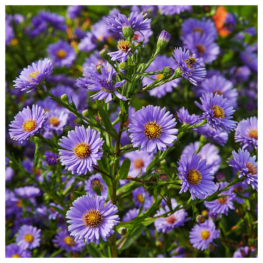 Heirloom Non-GMO Aster Novi-Belgii Flower Seeds for Planting – Hardy Perennial Garden Blooms | High Germination | Neera Seeds product photo [neera-v4-66b3a3c98bd1a573d20f]