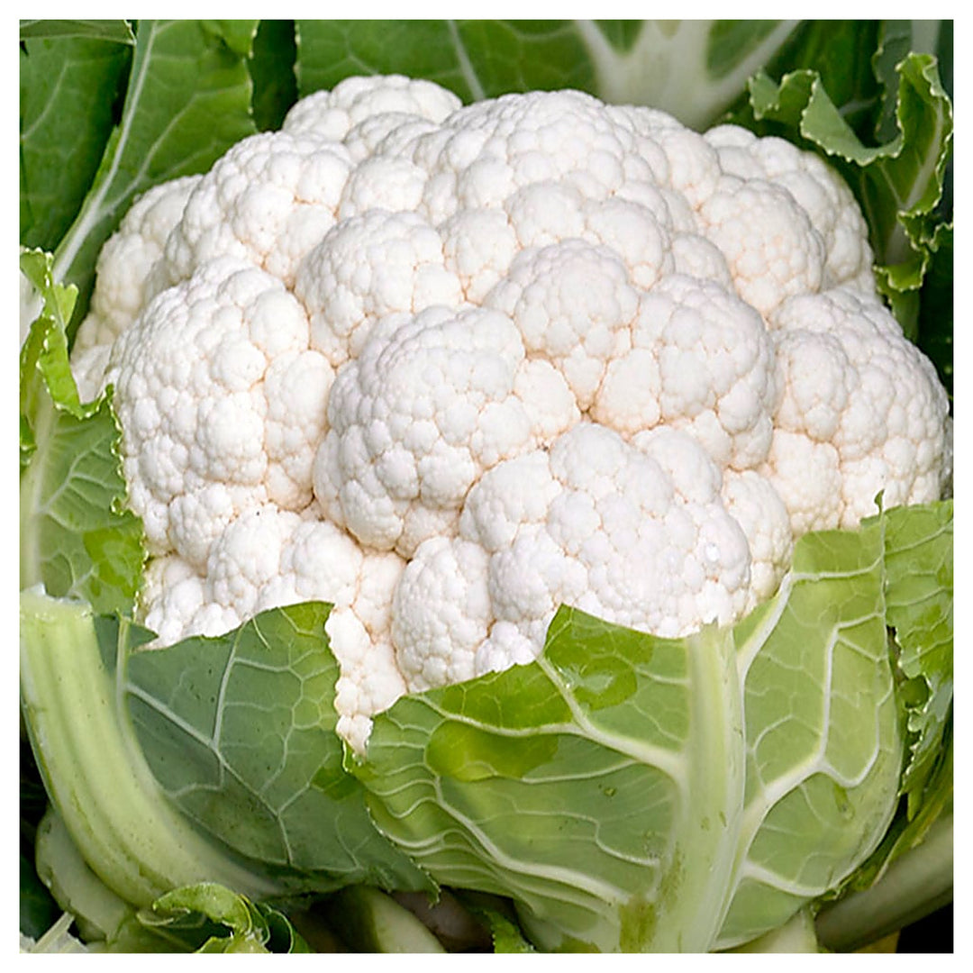 Indias Sub-Tropical Cauliflower Seeds for Planting – High Yield, Non-GMO Hybrid Vegetable Seeds for Indian Climate | Neera Seeds product photo [neera-v4-66bfbb719464a00cf0d2]