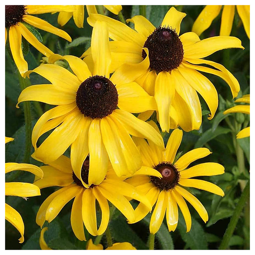 Black Eyed Susan Rudbeckia Hirta Flower For Planting Bright Blooms For Pollinator Gardens | Neera Seeds product photo [neera-v4-66cdb3fd53a80e871c8b]