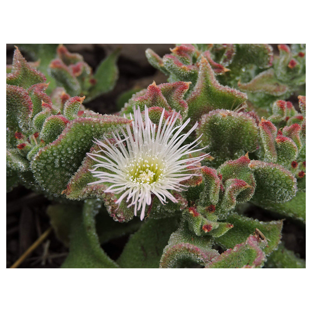 Iceplant Mesembryanthemum Crystallinum Seeds for Planting – Heirloom, Non-GMO Organic Garden Seeds | Neera Seeds product photo [neera-v4-66d867684e45a0d73e58]