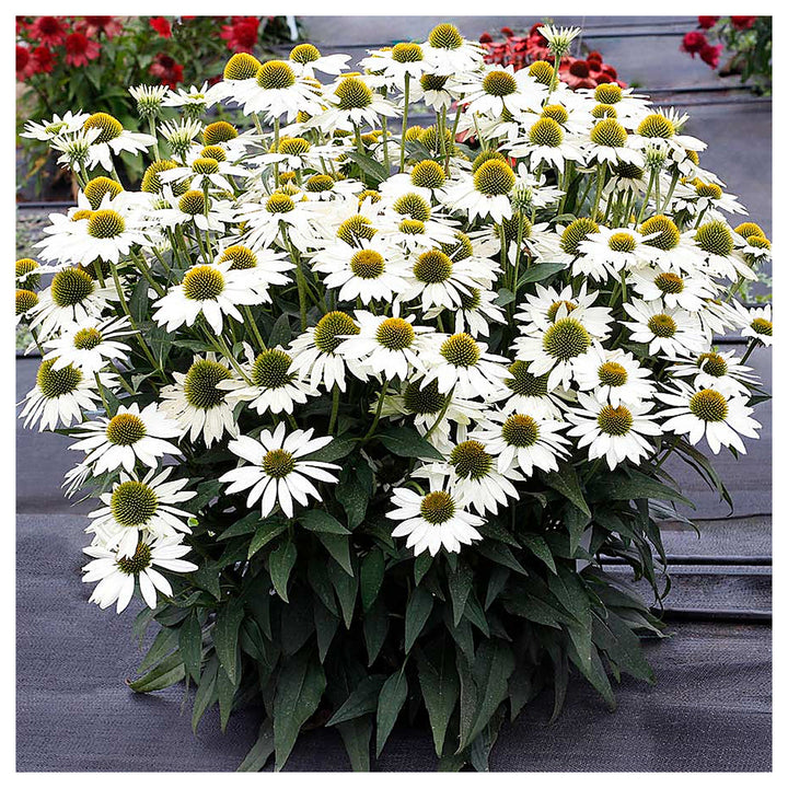 White Echinacea Flower Seeds for Planting – Heirloom, Non-GMO, Pollinator-Friendly Organic Garden Seeds | Neera Seeds product photo [neera-v4-66d9533225e234b619ab]