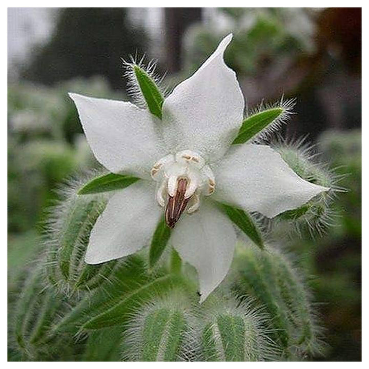 Borage White Seeds for Planting – Heirloom, Non-GMO, High Germination Organic Garden Seeds for Herbs &amp; Flowers | Neera Seeds product photo [neera-v4-66db8ac0281fbb222f43]