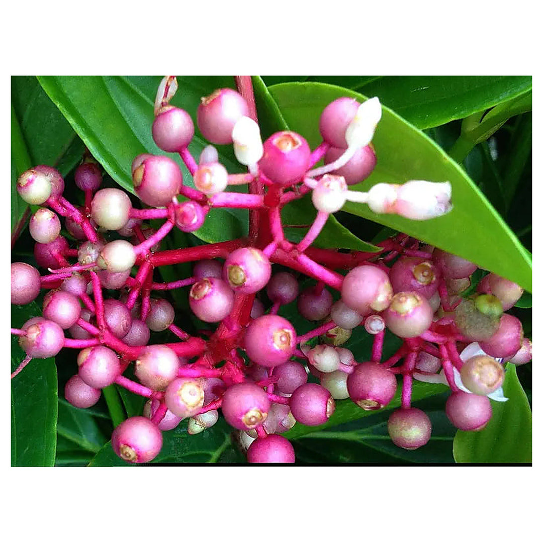 Heirloom Non-GMO Malaysian Orchid Flower Seeds for Planting – Exotic Tropical Blooms | Neera Seeds product photo [neera-v4-66e086595593ebbc3dfc]