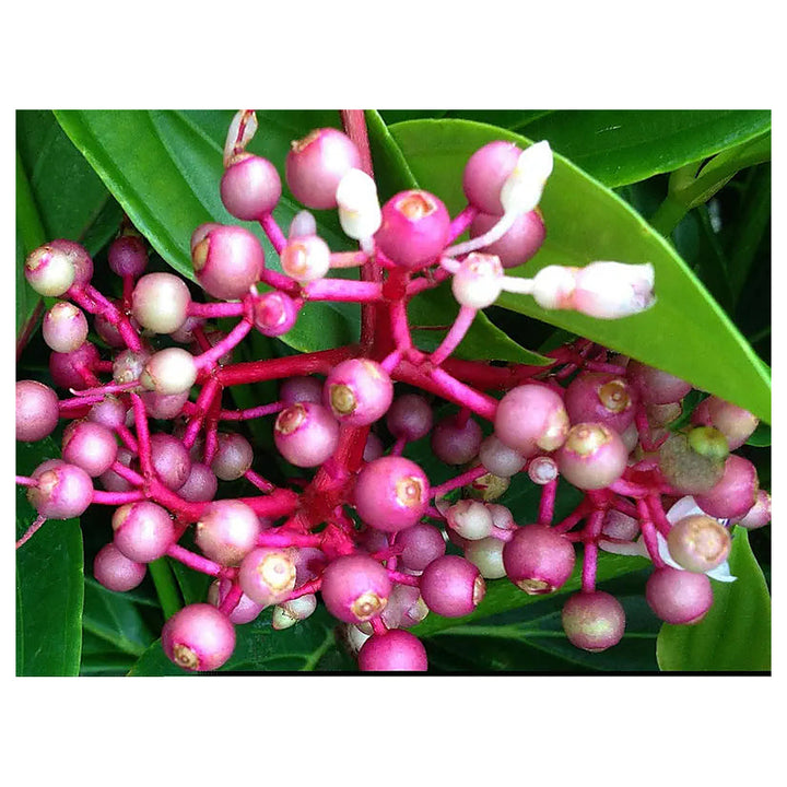 Heirloom Non-GMO Malaysian Orchid Flower Seeds for Planting – Exotic Tropical Blooms | Neera Seeds product photo [neera-v4-66e086595593ebbc3dfc]