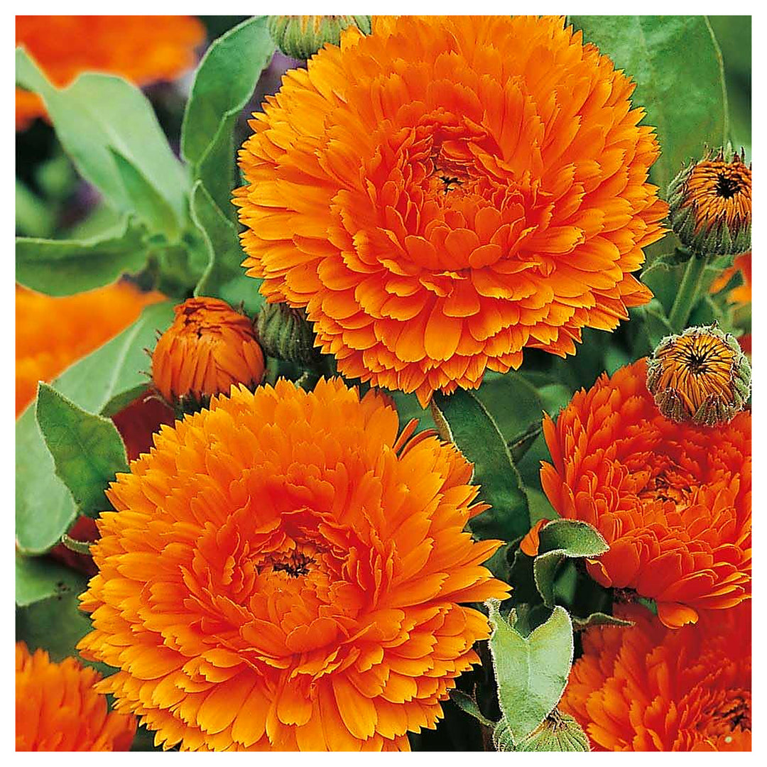 Orange King Calendula Officinalis For Planting For Cottage Garden And Seasonal Blooms Flower Seeds | Neera Seeds product photo [neera-v4-66ee252fd6d1f167fd6c]