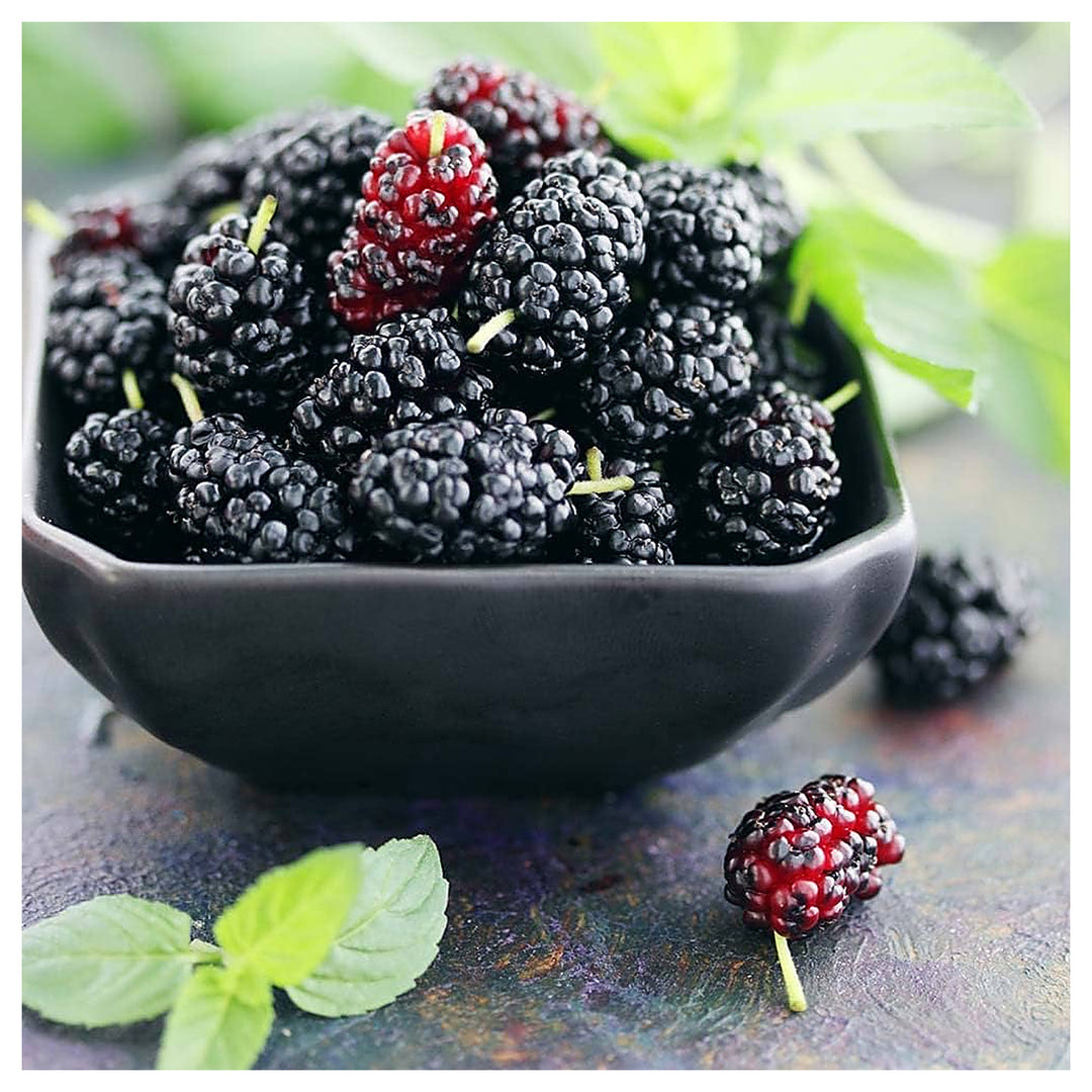Mulberry For Planting Morus Spp For Fruit Gardens And Landscapes Flower Seeds for Home Garden | Neera Seeds product photo [neera-v4-66f5aebcbc82c79c9e22]