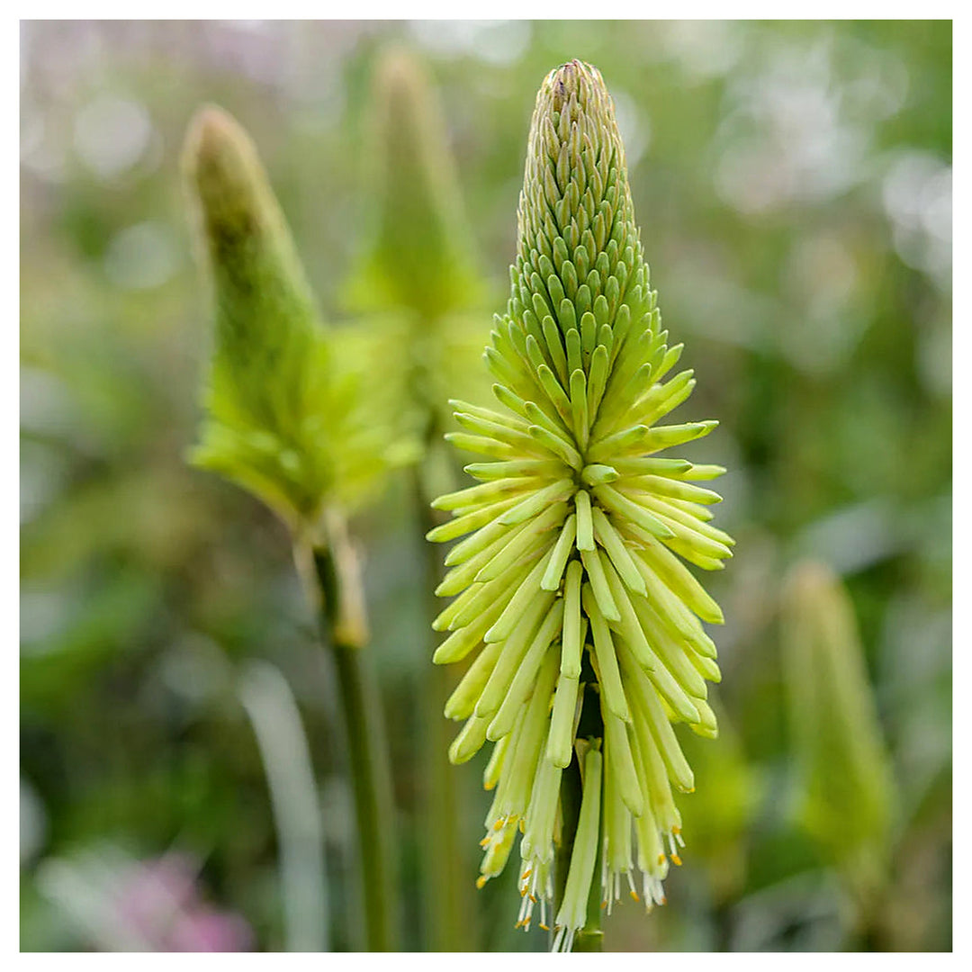 Heirloom Non-GMO Green Kniphofia Flower Seeds for Planting – Unique Torch-Lily Blooming Seeds | Neera Seeds product photo [neera-v4-66ff96caf13c6c4681e4]
