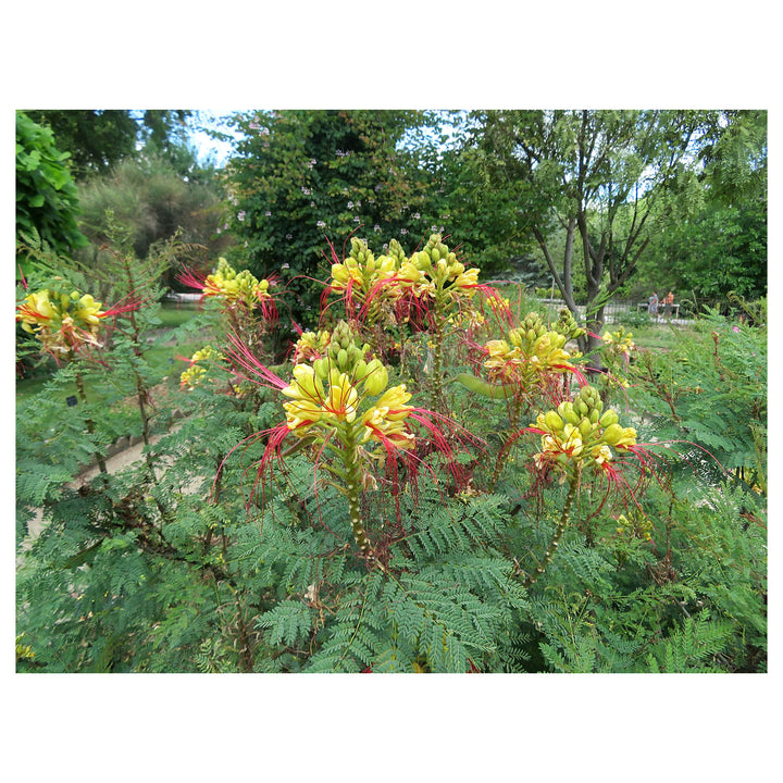 Caesalpinia Gilliesii Flower Seeds for Planting – Heirloom, Non-GMO Seeds for Exotic Blooms | Neera Seeds product photo [neera-v4-6709b6db84cb7cd897ec]