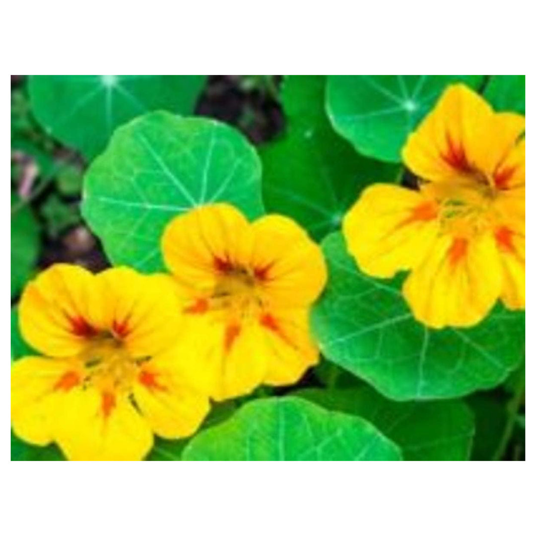 Heirloom Non-GMO Yellow Nasturtium Flower Seeds for Planting – High Germination Organic Garden Seeds | Neera Seeds product photo [neera-v4-67107277d1a0ed070f0a]
