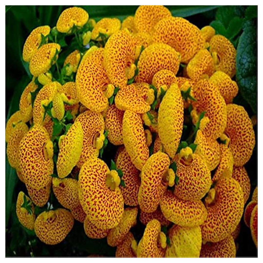 Slipper Flower Fashion Planting Flower Seeds Home Garden Planting, Blooming Organic | Neera Seeds product photo [neera-v4-672fe7c00be3eb2ed45a]